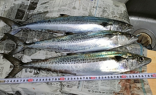 釣果