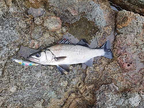 フッコ（ヒラスズキ）の釣果