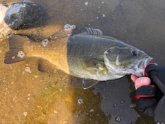 スモールマウスバスの釣果