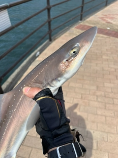 ホシザメの釣果