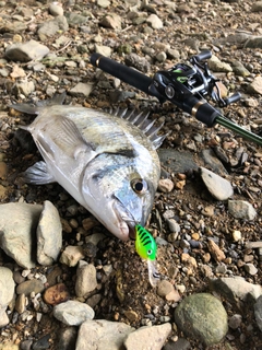 ミナミクロダイの釣果