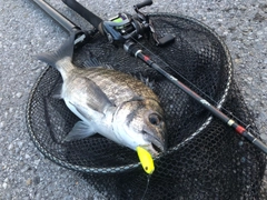 ミナミクロダイの釣果