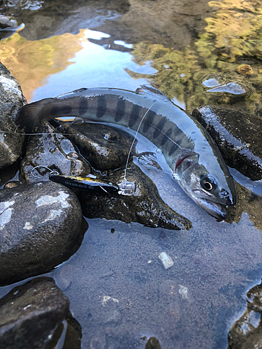 ヤマメの釣果