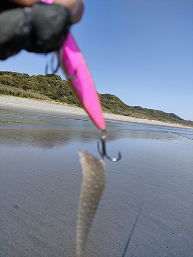 シタビラメの釣果