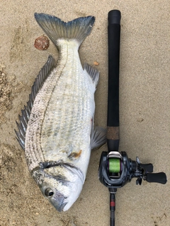 ミナミクロダイの釣果