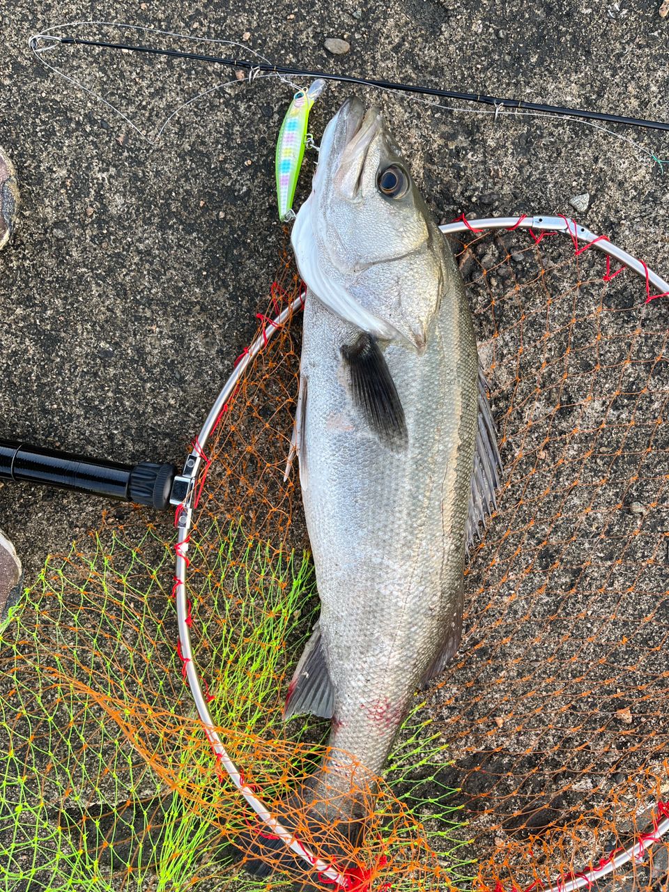 セイゴ（マルスズキ）