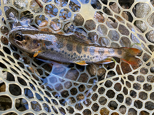 アマゴの釣果