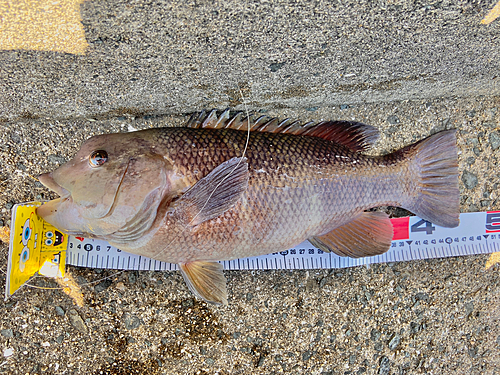 コブダイの釣果