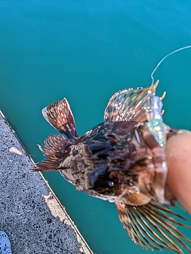 アラカブの釣果