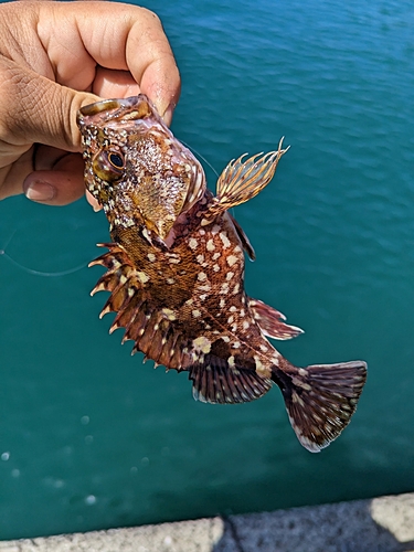 アラカブの釣果