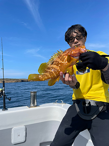 ヒラマサの釣果