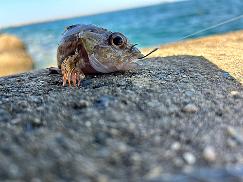 アラカブの釣果