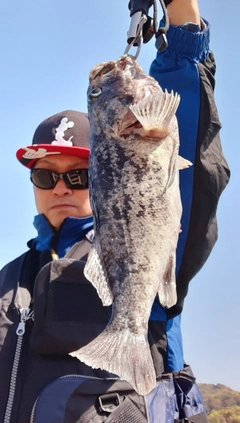 クロソイの釣果