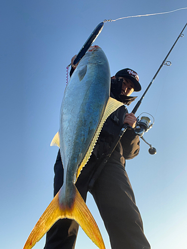 メジロの釣果