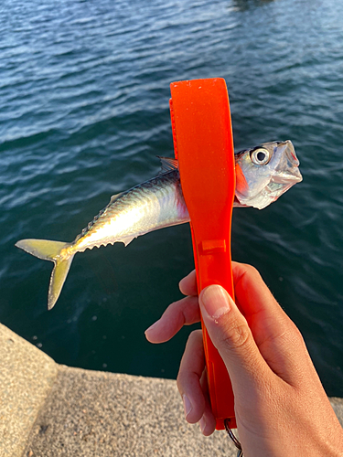 サバの釣果