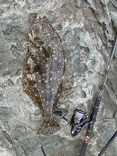 ヒラメの釣果