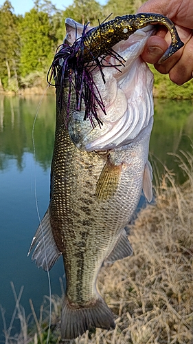 ブラックバスの釣果