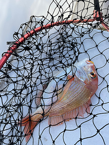 レンコダイの釣果