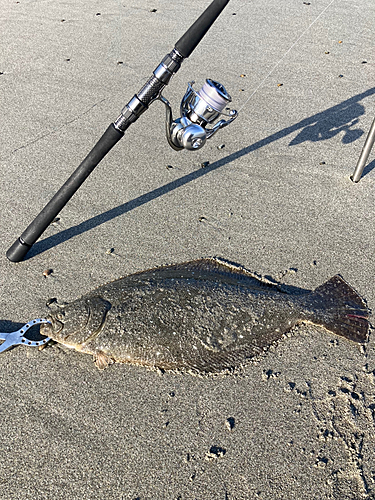 ヒラメの釣果