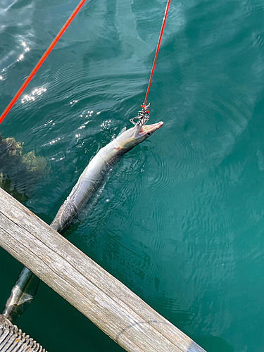 ハモの釣果