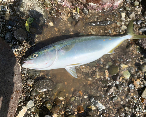 イナダの釣果