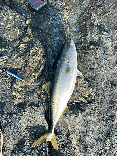 ヤズの釣果