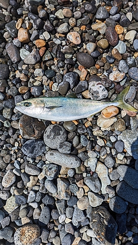 イナダの釣果