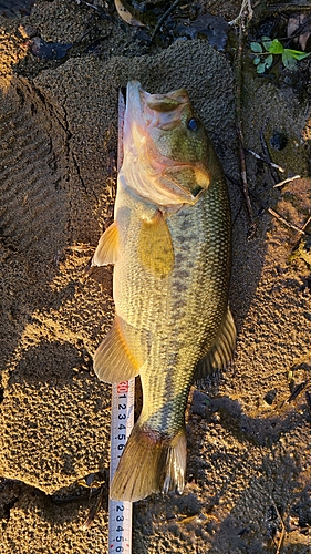 ブラックバスの釣果