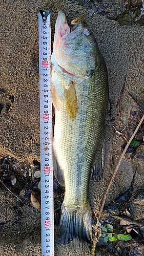 ブラックバスの釣果