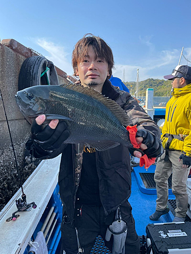 グレの釣果