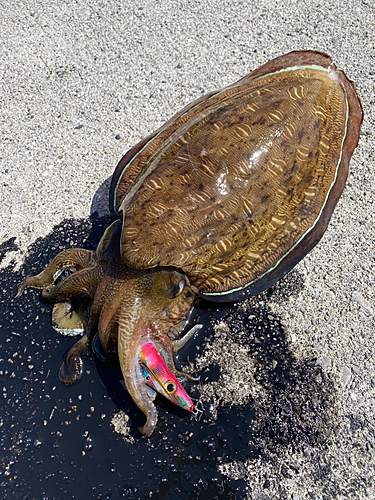 コウイカの釣果