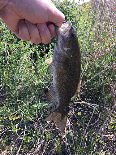 スモールマウスバスの釣果