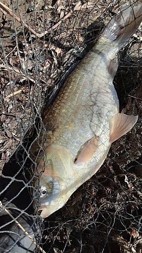 ヘラブナの釣果