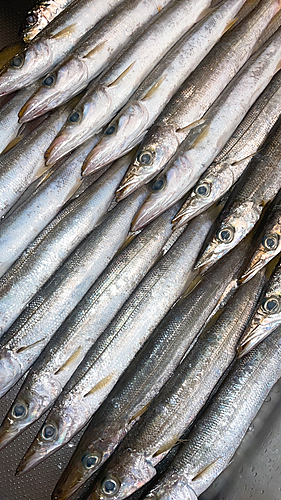 アカカマスの釣果