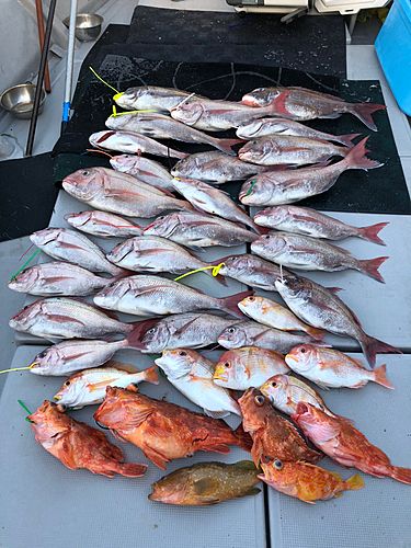 マダイの釣果