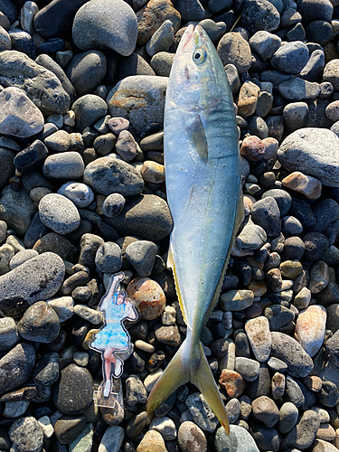 イナダの釣果