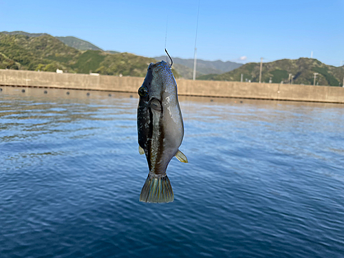 キタマクラの釣果