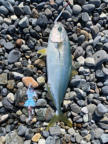 イナダの釣果