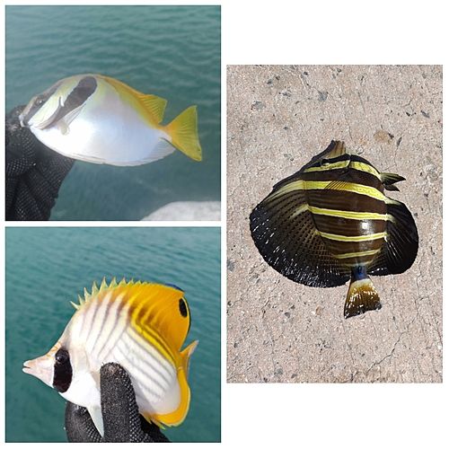 ヒメアイゴの釣果