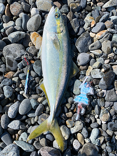 イナダの釣果