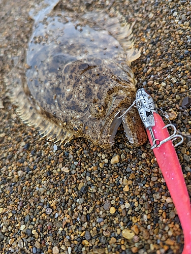 ヒラメの釣果