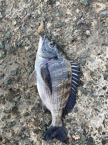 クロダイの釣果