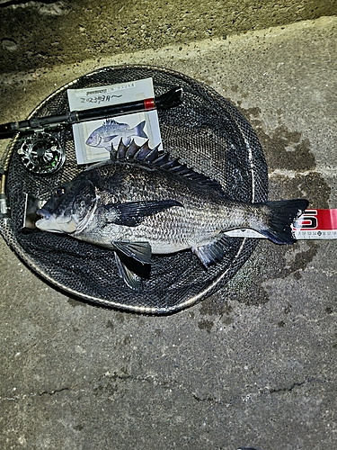 クロダイの釣果