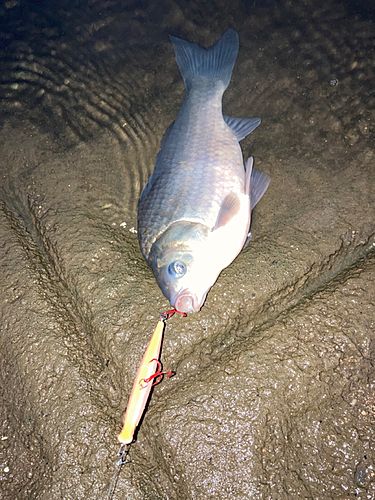 フナの釣果