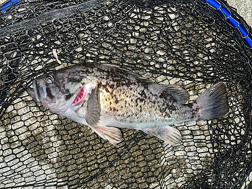 クロソイの釣果