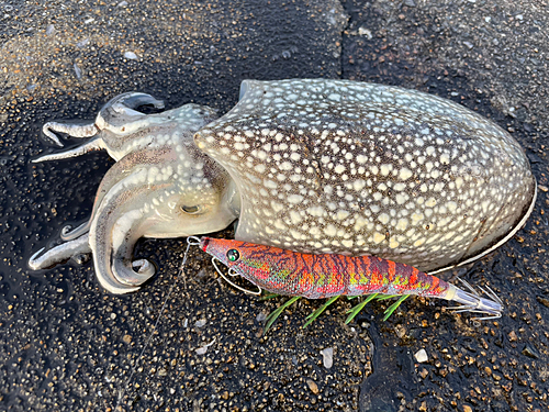 シリヤケイカの釣果