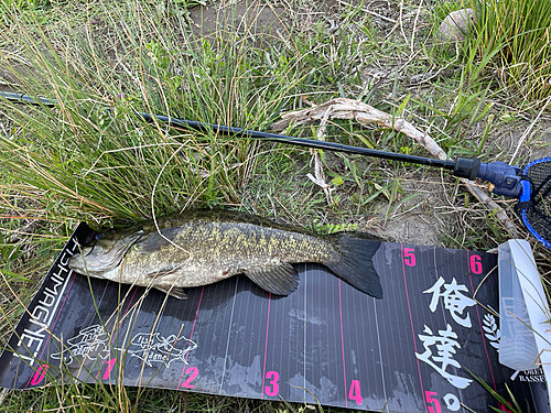 ブラックバスの釣果