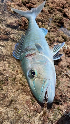 アオチビキの釣果