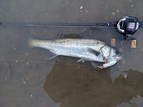 シーバスの釣果