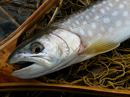 アメマスの釣果